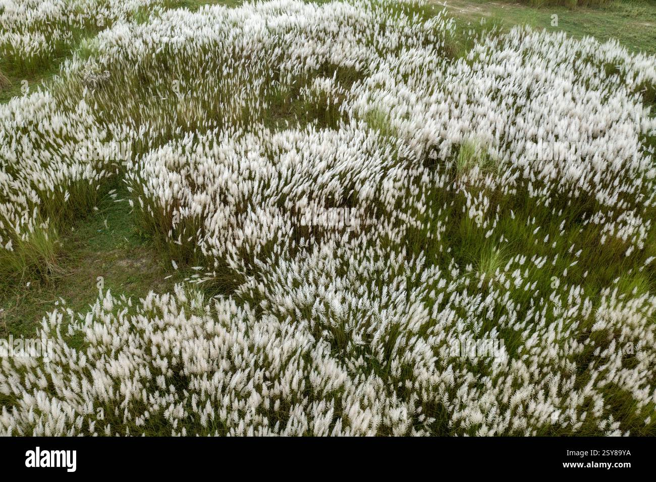 Ein Blick aus der Vogelperspektive auf eine riesige Landschaft, die mit blühenden Kans-Grasblumen bedeckt ist und den Herbst am Stadtrand von Dhaka, Bangladesch, signalisiert. Stockfoto