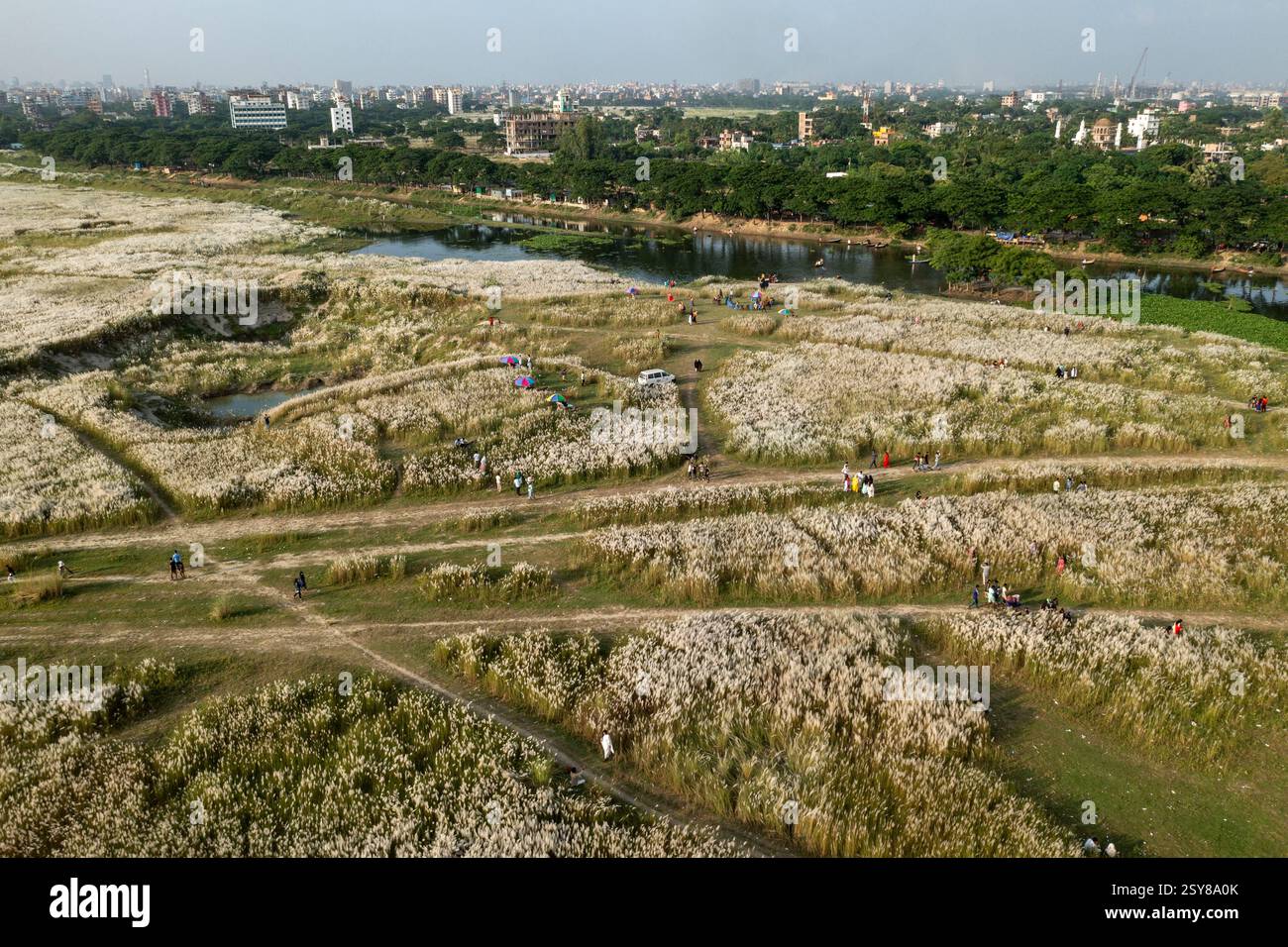 Ein Blick aus der Vogelperspektive auf eine riesige Landschaft, die mit blühenden Kans-Grasblumen bedeckt ist und den Herbst am Stadtrand von Dhaka, Bangladesch, signalisiert. Stockfoto