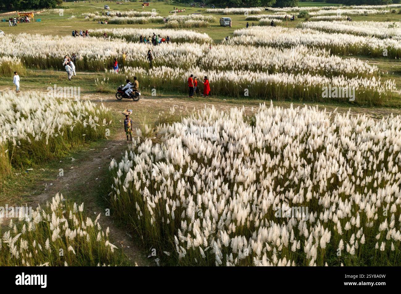 Ein Blick aus der Vogelperspektive auf eine riesige Landschaft, die mit blühenden Kans-Grasblumen bedeckt ist und den Herbst am Stadtrand von Dhaka, Bangladesch, signalisiert. Stockfoto
