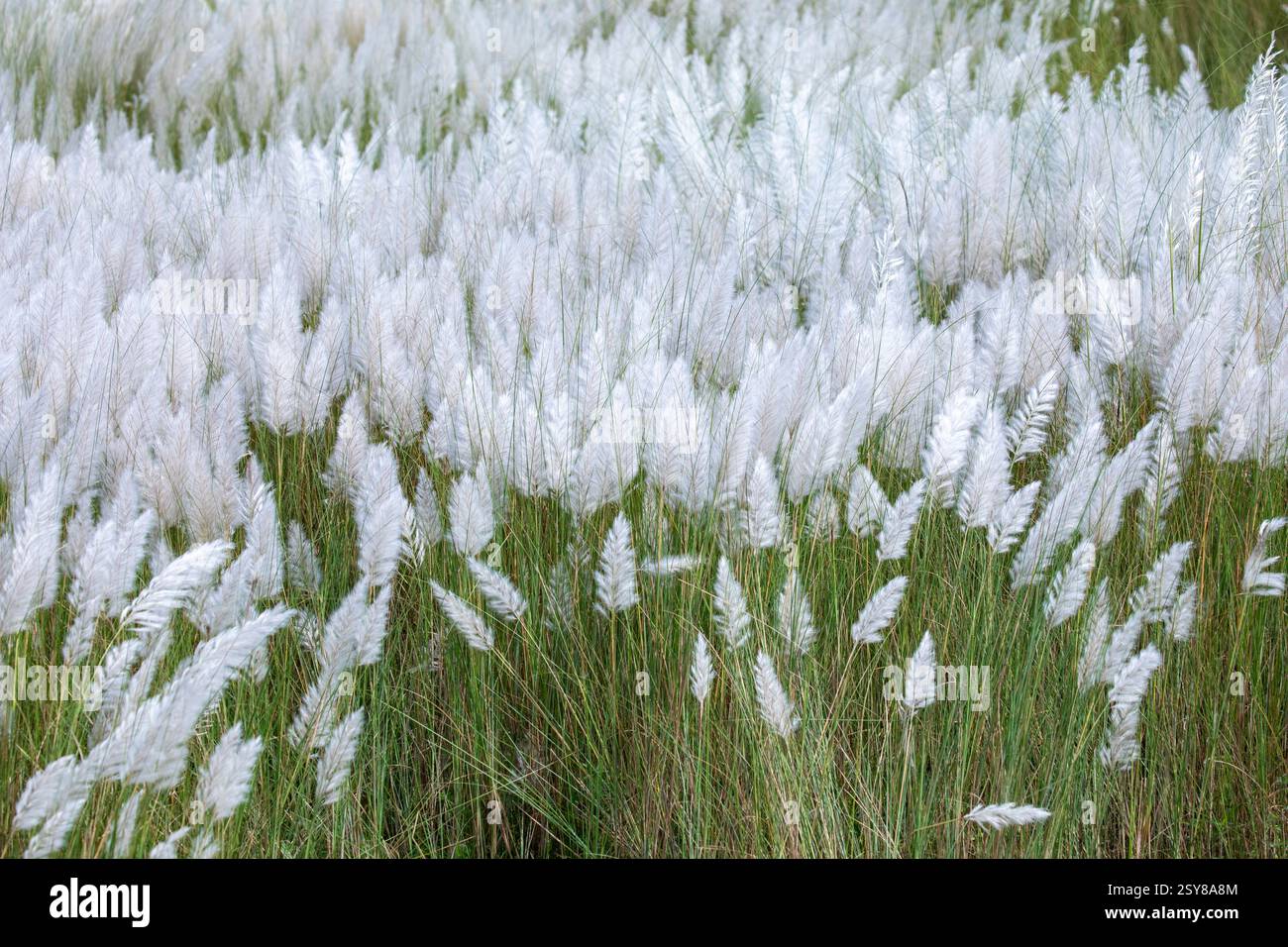Kans Gras blüht in voller Blüte und markiert die Ankunft des Herbstes. Bangladesch. Stockfoto