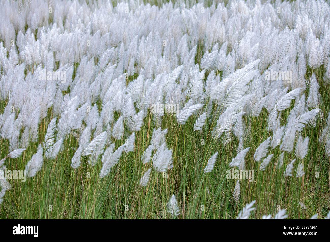 Kans Gras blüht in voller Blüte und markiert die Ankunft des Herbstes. Bangladesch. Stockfoto