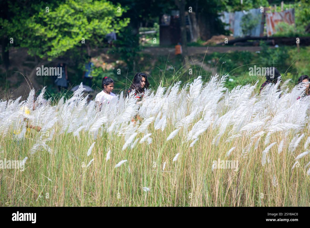 Die Menschen tauchen ein in die Schönheit der blühenden Kans-Grasblumen und feiern das Wesen des Herbstes am Stadtrand von Dhaka, Bangladesch. Stockfoto