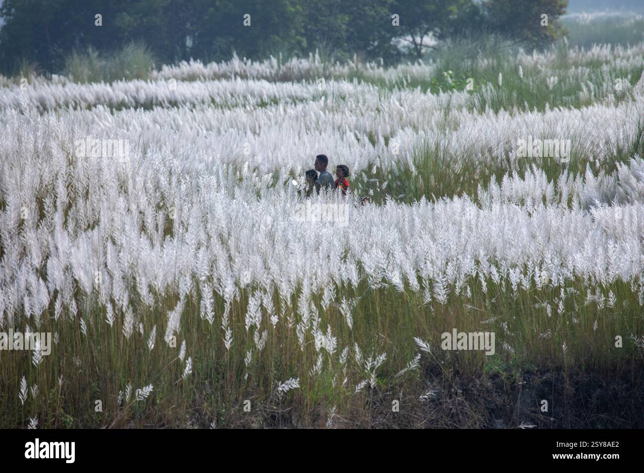 Die Menschen tauchen ein in die Schönheit der blühenden Kans-Grasblumen und feiern das Wesen des Herbstes am Stadtrand von Dhaka, Bangladesch. Stockfoto
