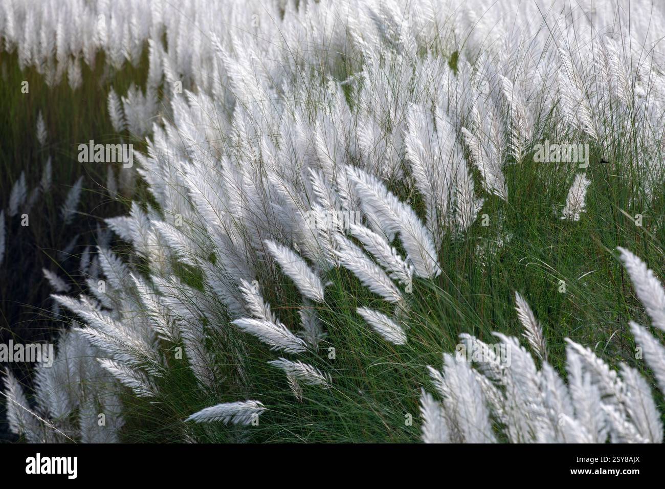 Kans Gras blüht in voller Blüte und markiert die Ankunft des Herbstes. Bangladesch. Stockfoto