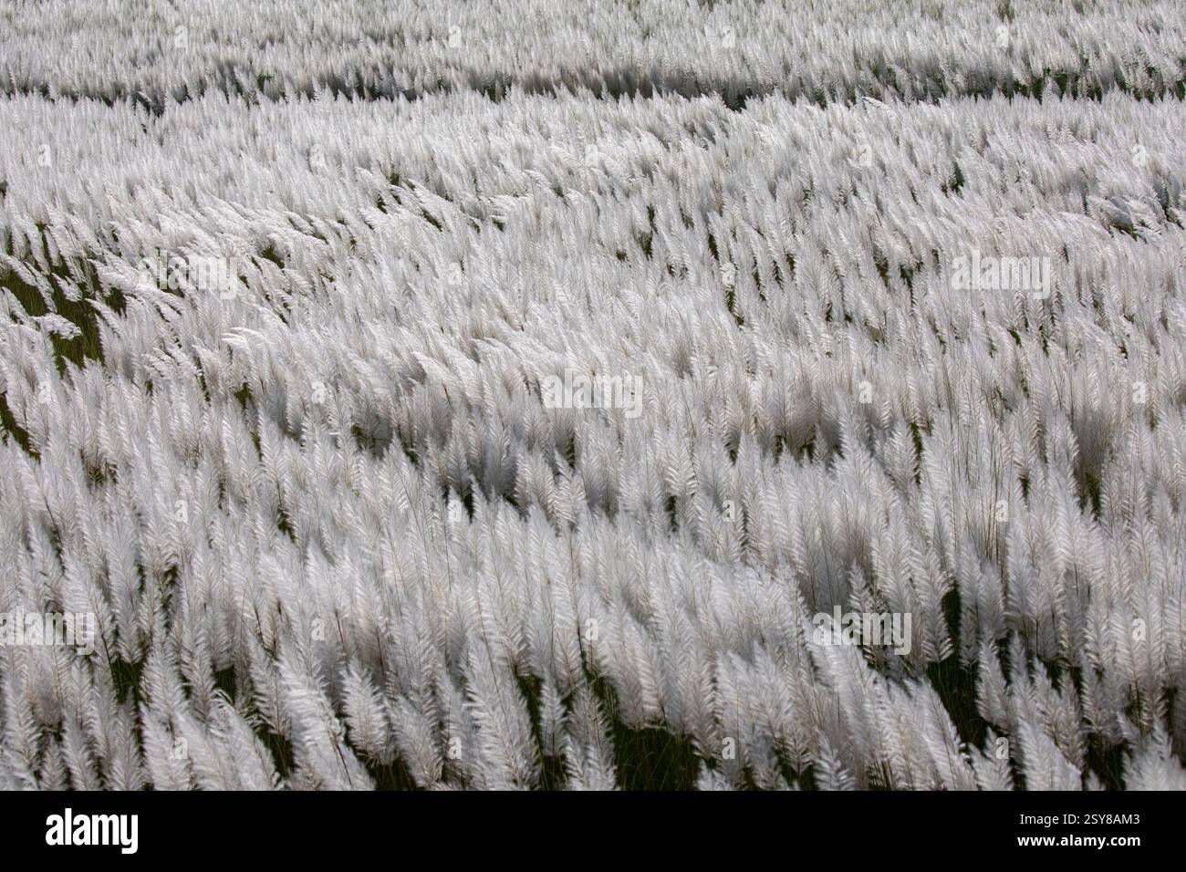 Kans Gras blüht in voller Blüte und markiert die Ankunft des Herbstes. Bangladesch. Stockfoto