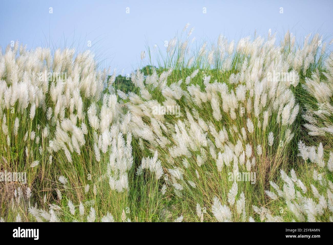 Kans Gras blüht in voller Blüte und markiert die Ankunft des Herbstes. Bangladesch. Stockfoto