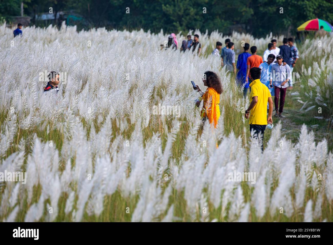Die Menschen tauchen ein in die Schönheit der blühenden Kans-Grasblumen und feiern das Wesen des Herbstes am Stadtrand von Dhaka, Bangladesch. Stockfoto