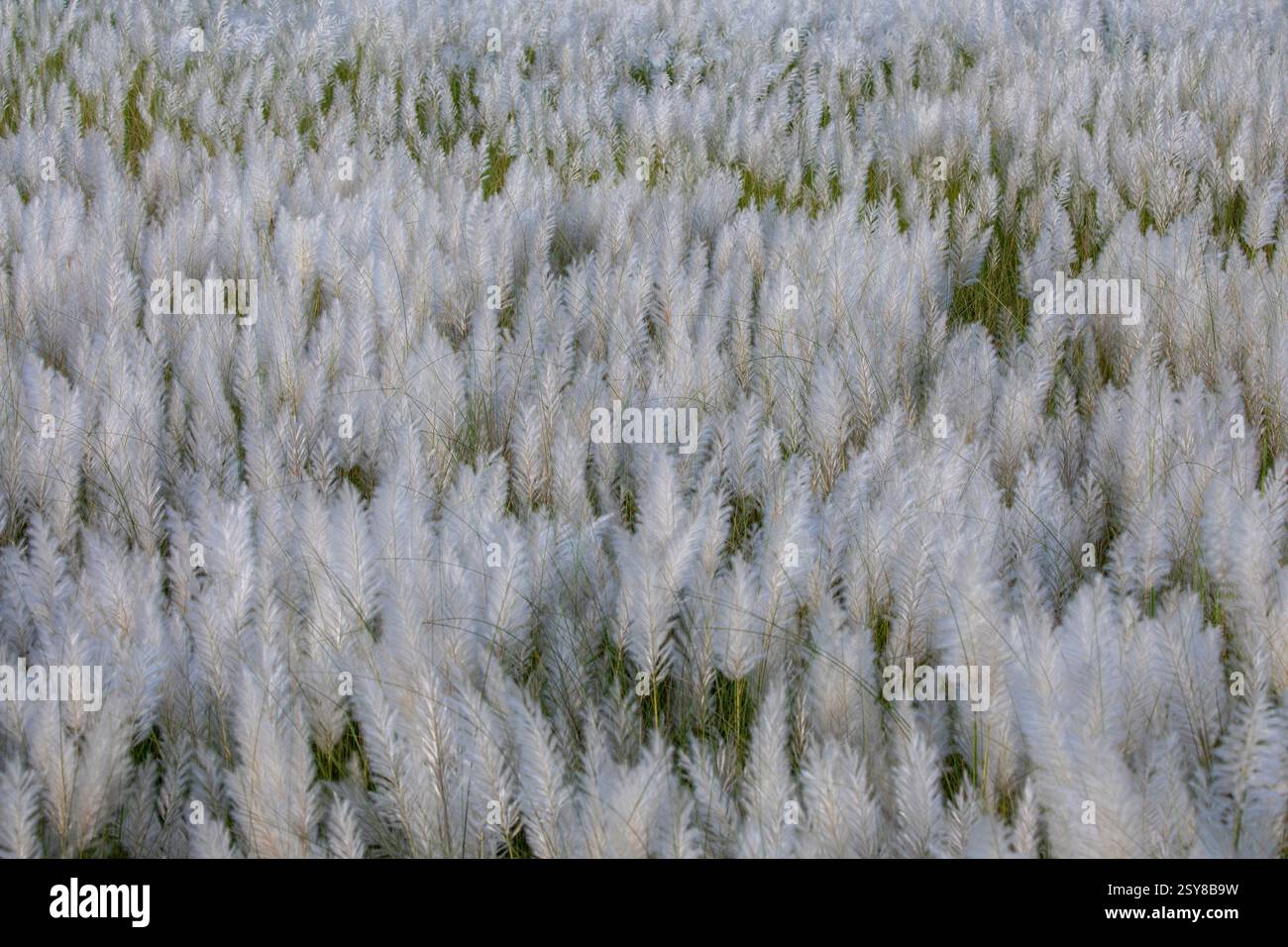 Kans Gras blüht in voller Blüte und markiert die Ankunft des Herbstes. Bangladesch. Stockfoto
