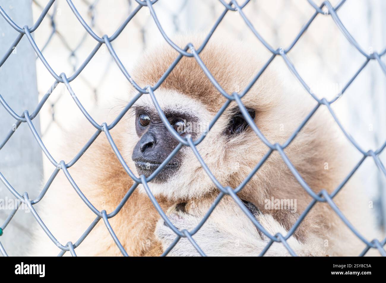 Porträt eines kleinen hellbraunen Affen, der draußen hinter einem Metallzaun in einem Zoo schaut Stockfoto