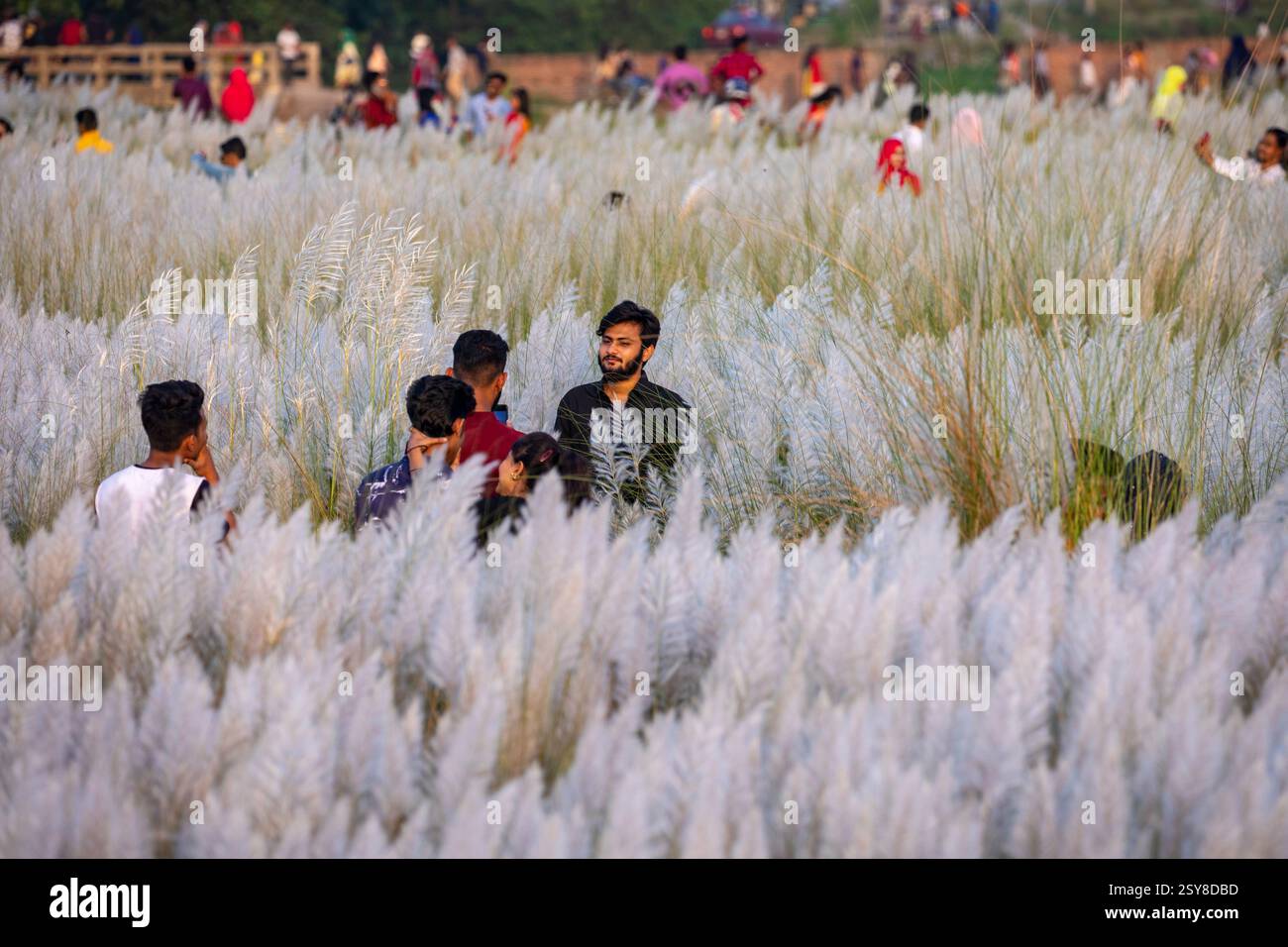 Die Menschen tauchen ein in die Schönheit der blühenden Kans-Grasblumen und feiern das Wesen des Herbstes am Stadtrand von Dhaka, Bangladesch. Stockfoto