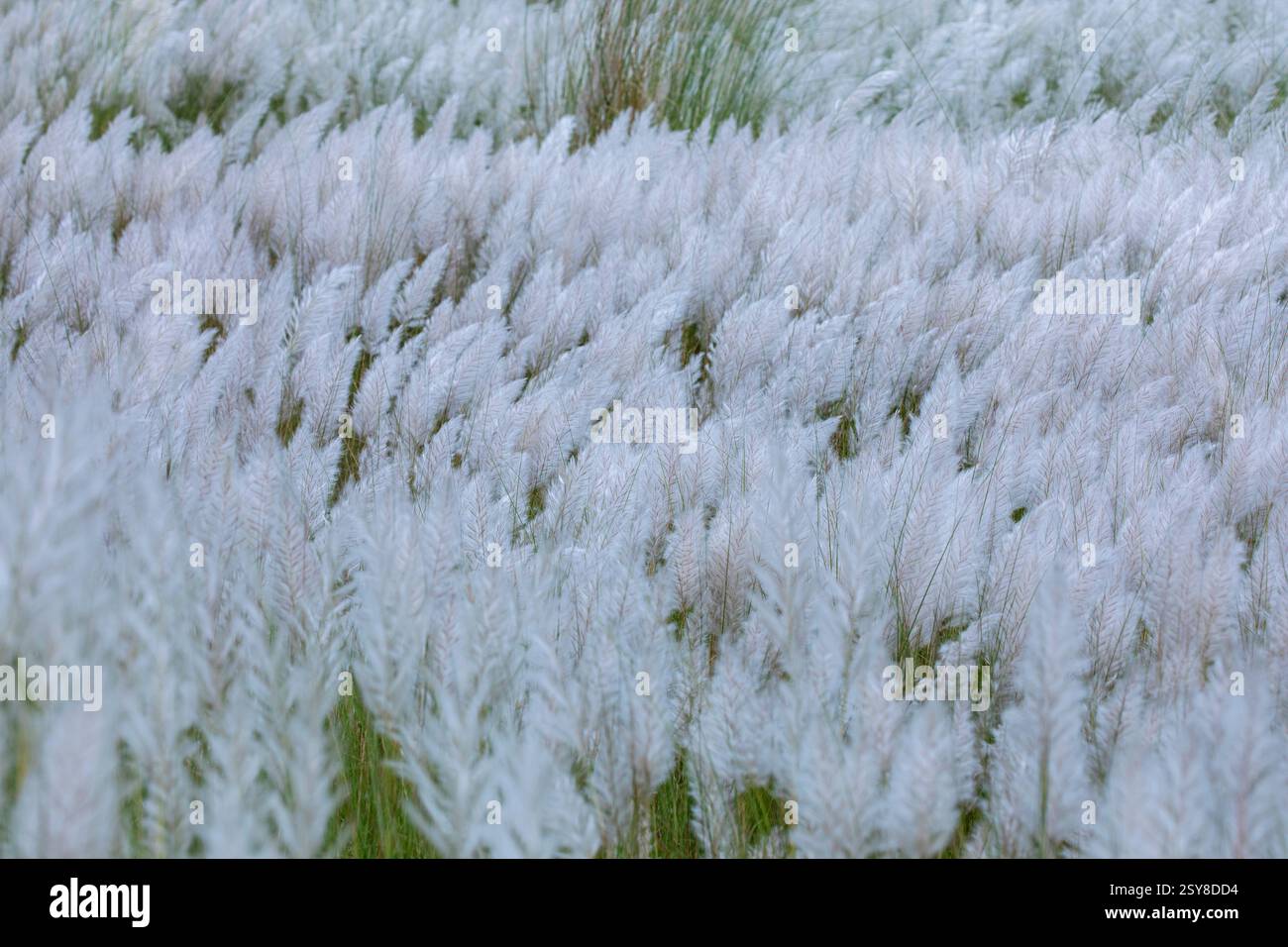Kans Gras blüht in voller Blüte und markiert die Ankunft des Herbstes. Bangladesch. Stockfoto