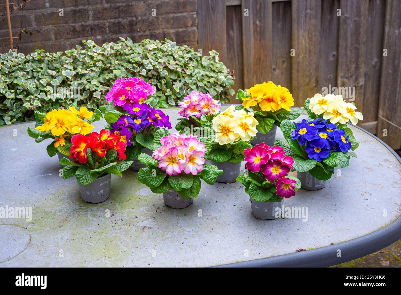 Mehrere bunte Topfkerzen (Primula) auf einem Gartentisch Stockfoto