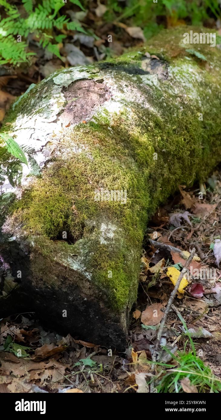 Ein moosbewachsener Baumstamm liegt auf dem Waldboden, umgeben von Laubstreu und Farnen im verfleckten Sonnenlicht im Frühherbst. Stockfoto