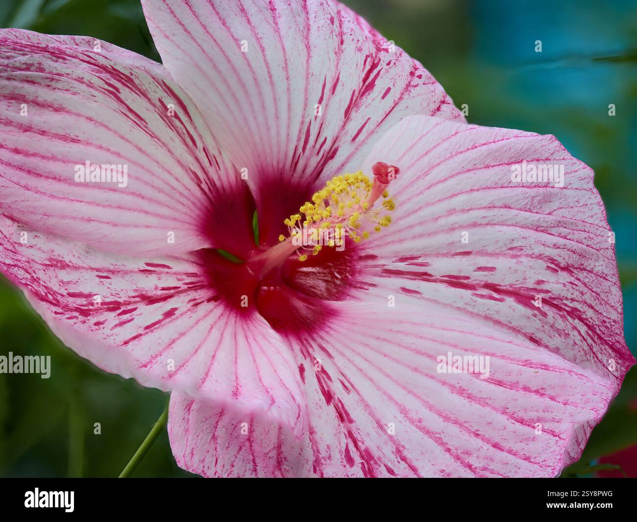 Rosafarbener Hibiskus mit gelben Pollenstamen Stockfoto