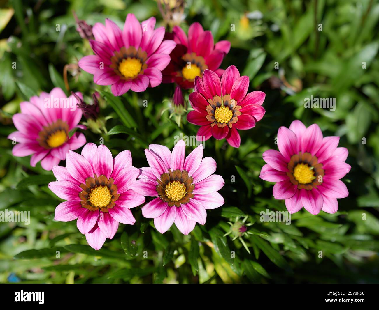 Rosa Gazanien Stockfoto