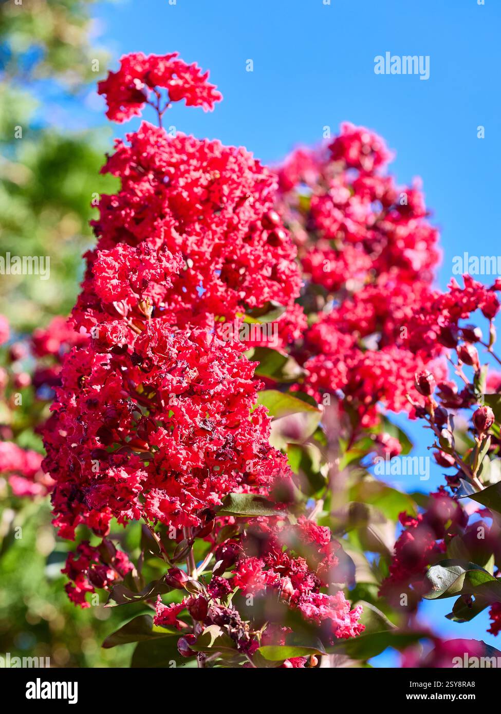 Red Crepe Myrte Dynamit Baum Stockfoto