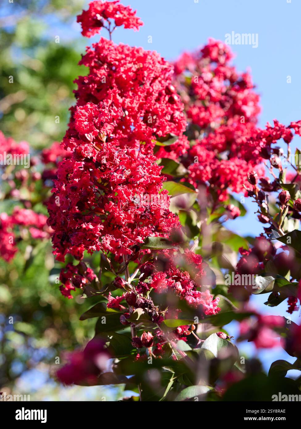 Red Crepe Myrte Dynamit Baum Stockfoto