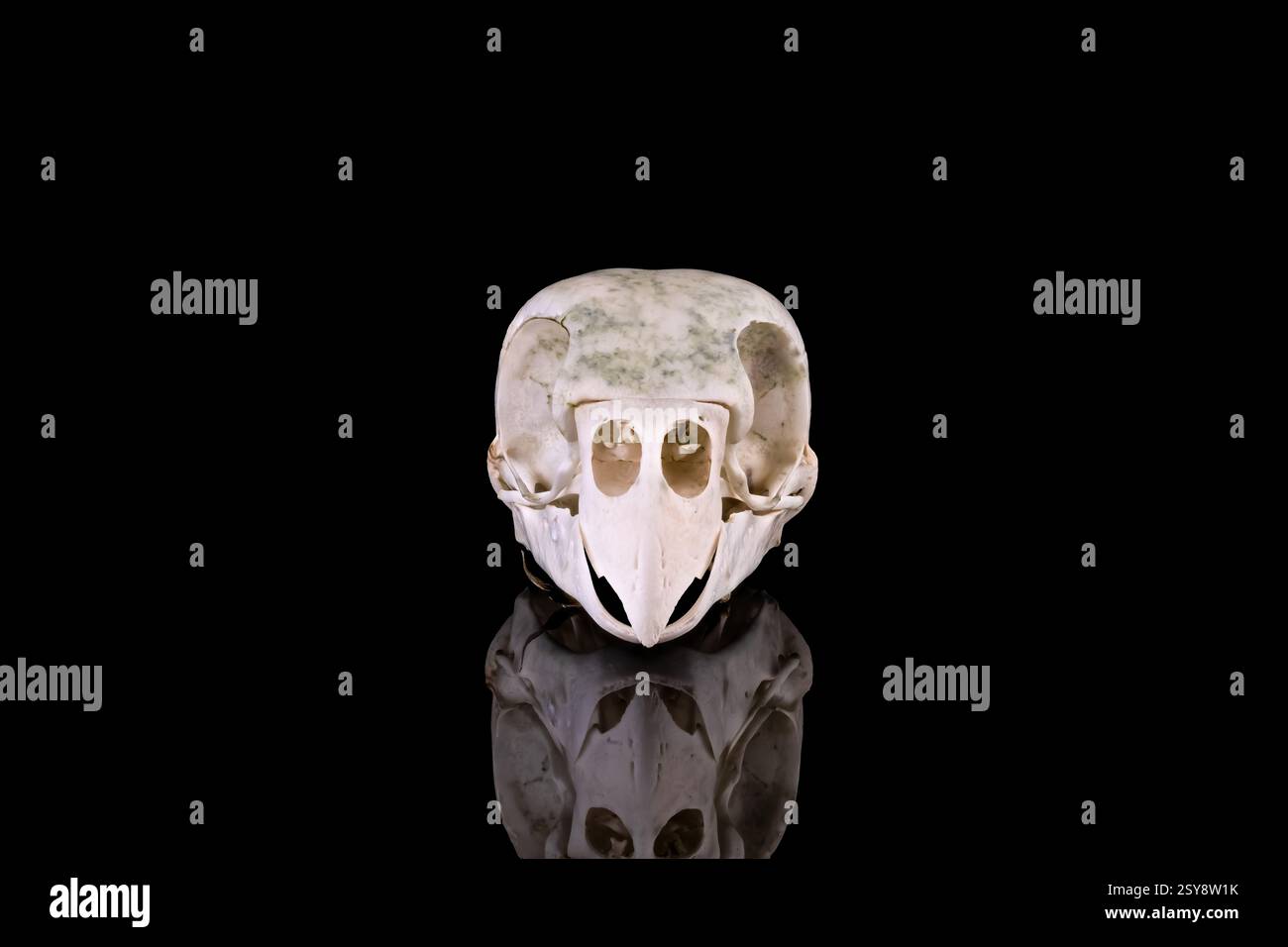 Schädel eines Kakariki-Sittichs auf schwarzem Backboden Stockfoto