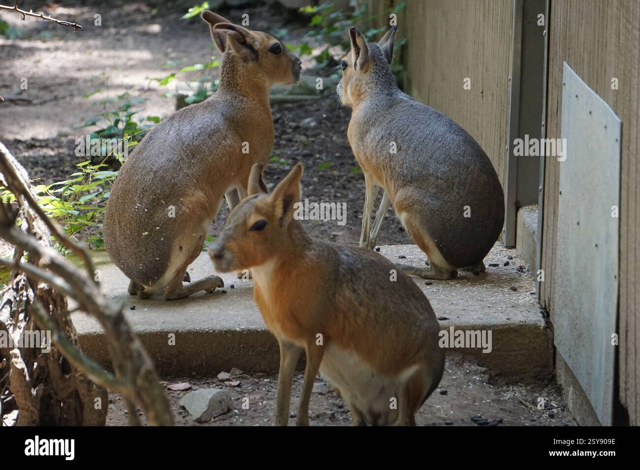 Nahaufnahme einer Gruppe von drei süßen und liebenswerten Maras, große Caviidae aus Patagonien, Argentinien, in einem Tierheim. Stockfoto
