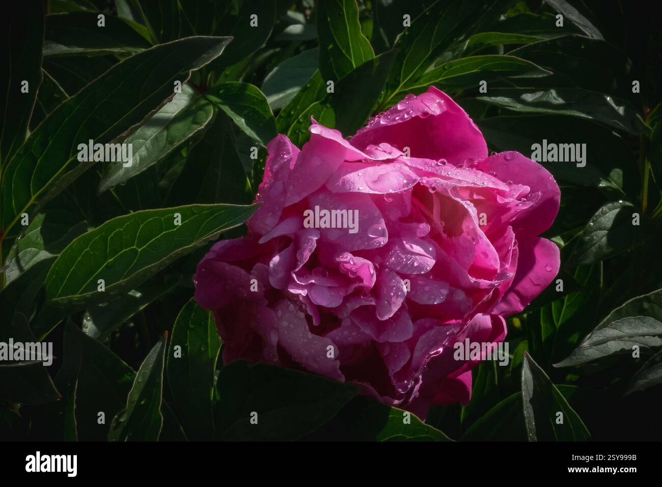 Rosa Pfingstrose Blume in einem botanischen Garten Stockfoto