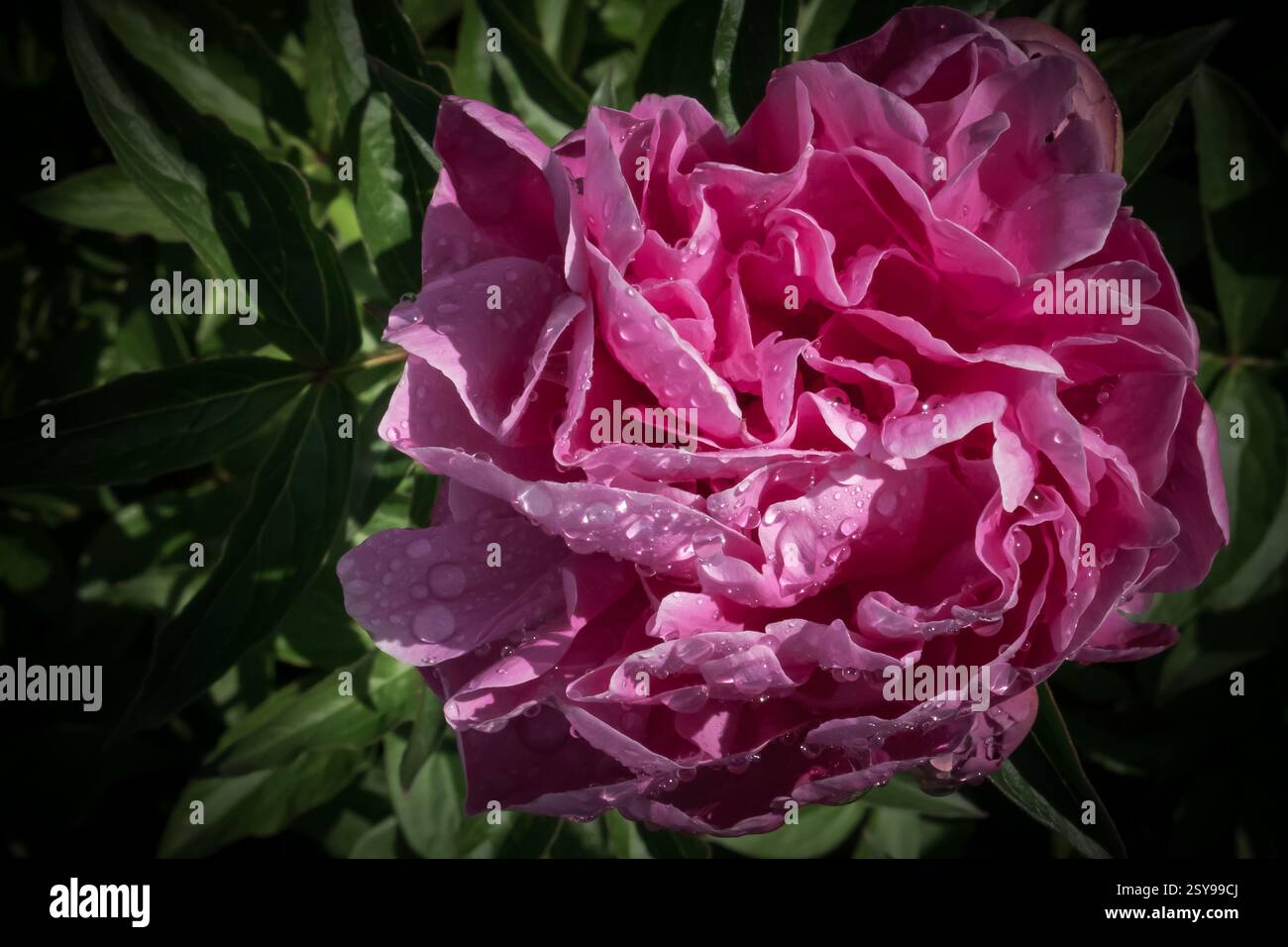 Rosa Pfingstrose Blume in einem botanischen Garten Stockfoto
