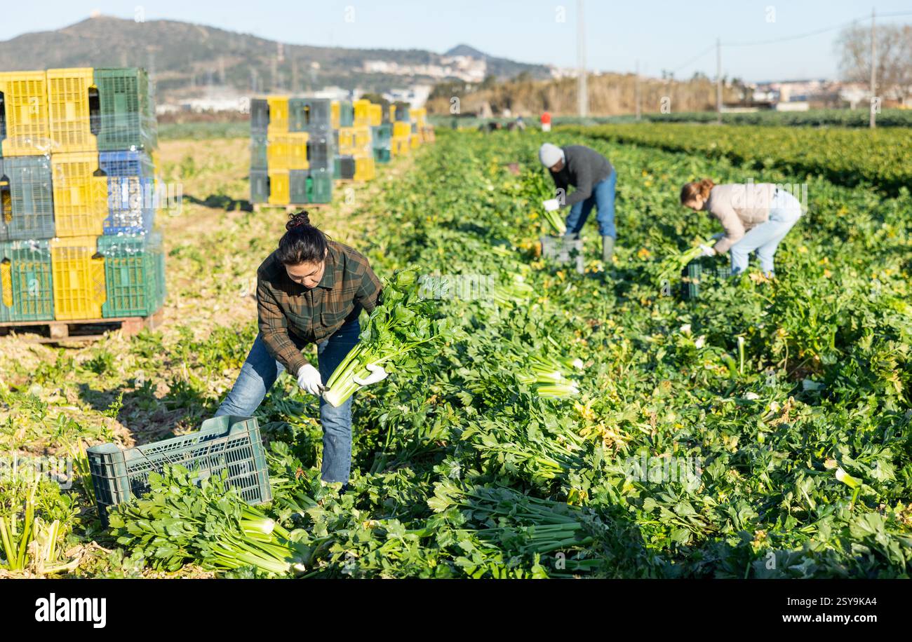 Frau, die Sellerie auf dem Gemüsefeld erntet Stockfoto