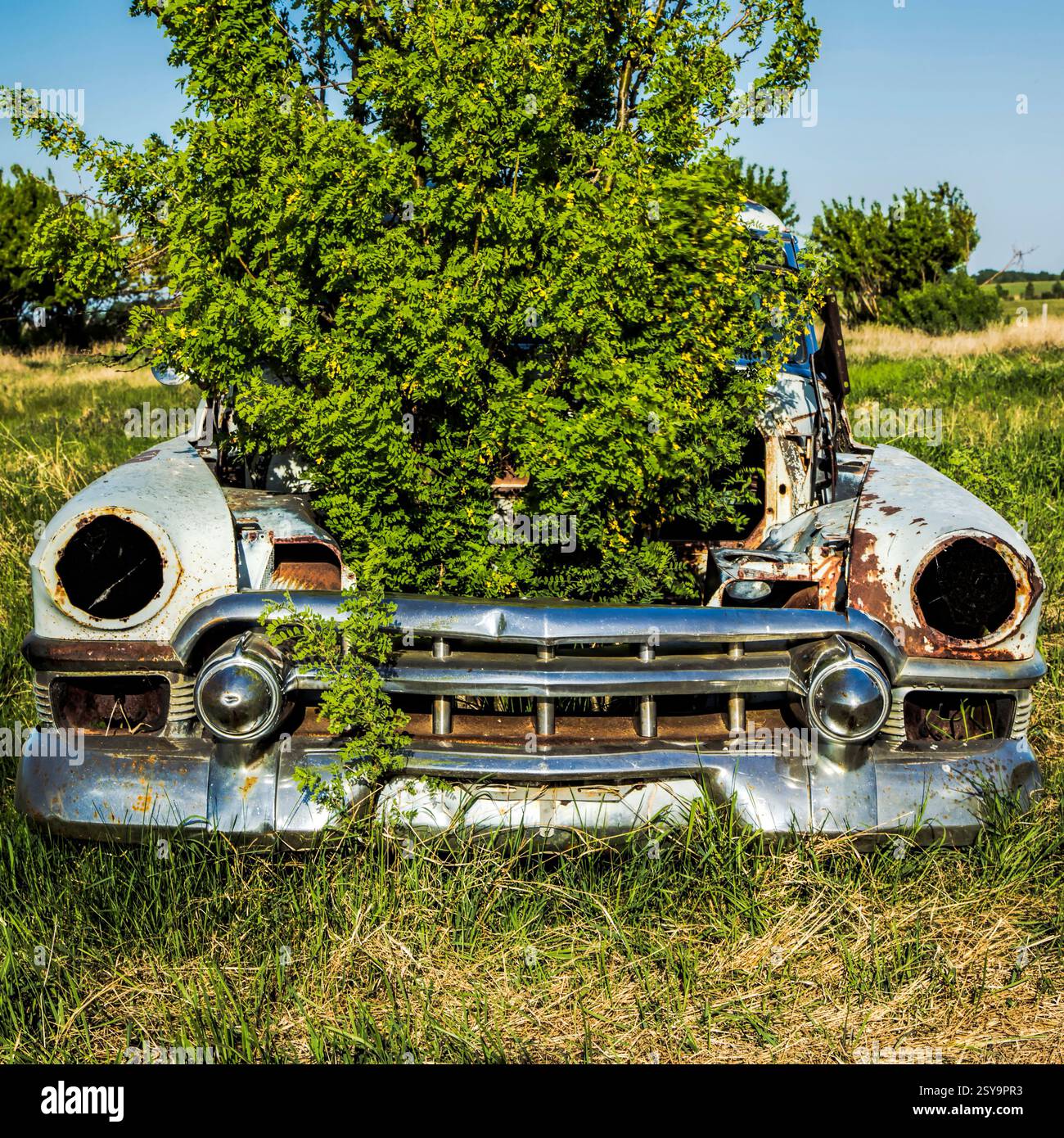 Das Auto ist mit Blättern bedeckt und hat einen Baum, der daraus wächst. Das Auto ist alt und verrostet Stockfoto