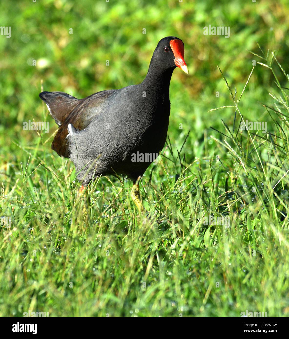 Hühnerähnliche Sumpfbewohner, Seen, Teiche, Süßwasserhabitate. Rote Gesichtsplatte fehlt bei Jungvögeln. Stockfoto