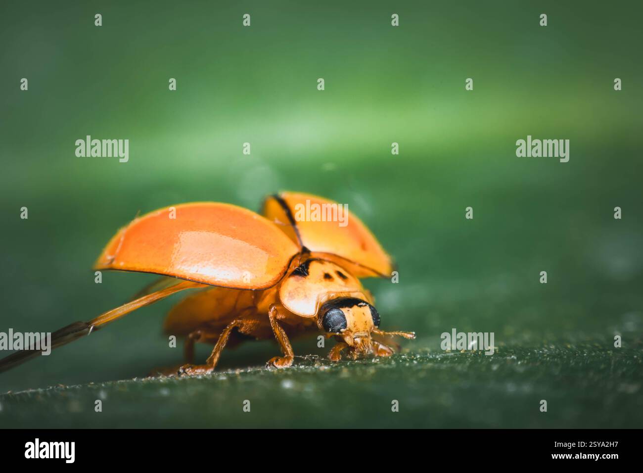 Makro von Käfer-Insekten (Marienkäfer) orange und Punkt schwarz Farbe nah auf dem grünen Blatt oder lassen Sie in der Natur Stockfoto