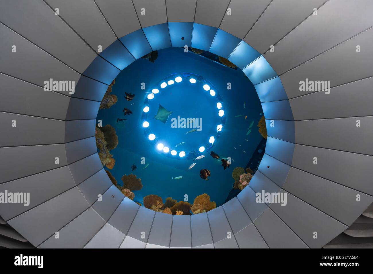 Am Donnerstag, 27. Februar 2025, begrüßt der „oculus“ die Besucher im neuen Ocean Pavilion des Seattle Aquariums an der Seattle Waterfront. Stockfoto