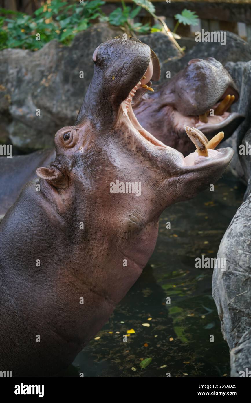 Flusspferde mit weit geöffnetem Mund, die Dominanz im Zoo zeigt Stockfoto