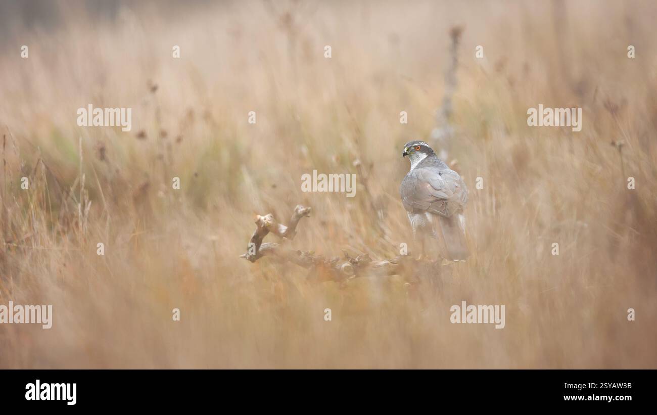 Fotografieren Sie eine weibliche Goshawk auf einer ruhigen Wiese in Guadalajara. Der weiche Nebel umhüllt die Szene und hebt den natürlichen Lebensraum hervor. Stockfoto