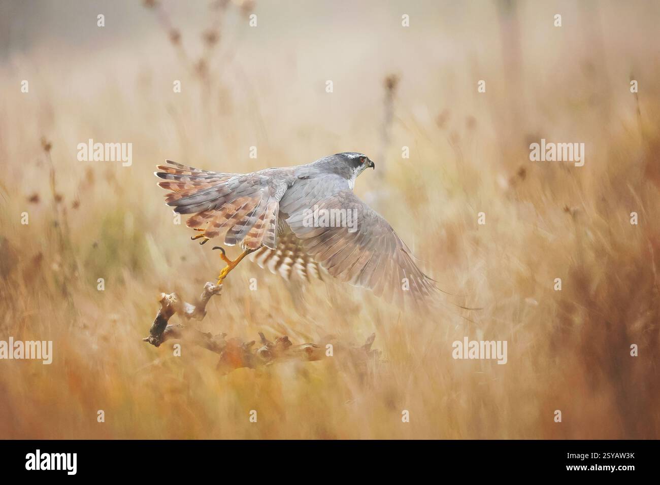 Majestätischer weiblicher Goschawk, der in den frühen Morgenstunden in Guadalajara durch eine nebelige Wiese schwingt und das ruhige und zugleich dynamische Wesen der Natur einfängt. Stockfoto