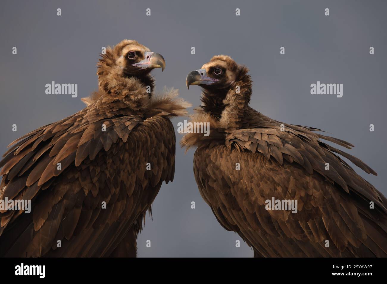 Nahaufnahme von zwei Cinereous-Geiern, die nahe beieinander liegen, vor einem gedämpften Hintergrund, die ihre detaillierte Federstruktur betonen Stockfoto