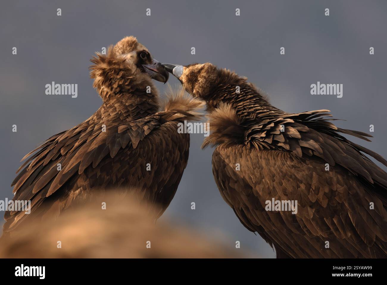 Ein intimer Moment zwischen zwei Geiern, sanft berührenden Schnäbeln vor einem gedämpften, warmen Himmel. Stockfoto