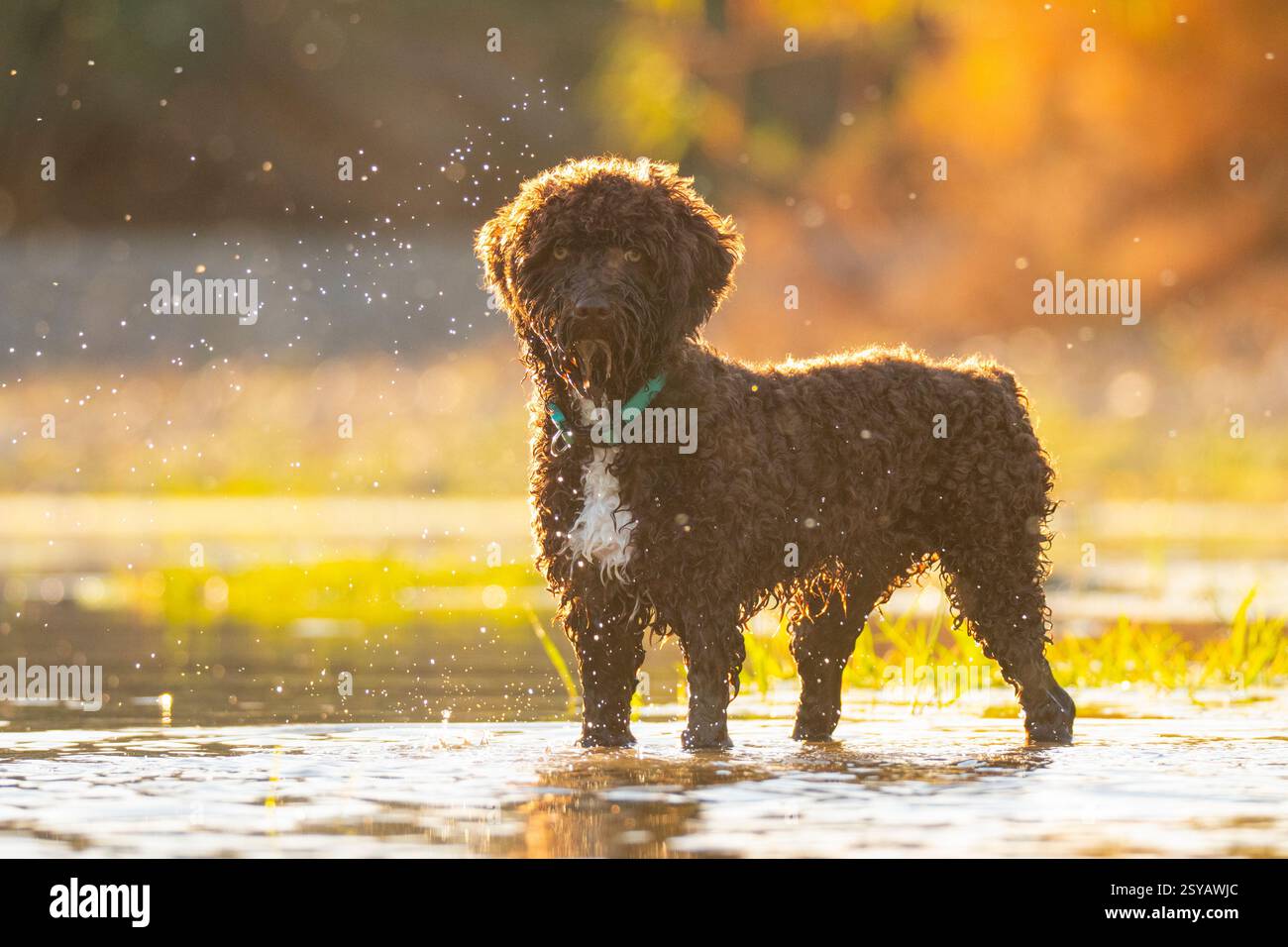 Ein Hund mit lockigen Haaren steht fröhlich in einem sonnendurchfluteten Fluss, umgeben von glitzernden Wassertropfen. Die Szene fängt einen perfekten Tag voller Outdoor-Abenteuer ein. Stockfoto