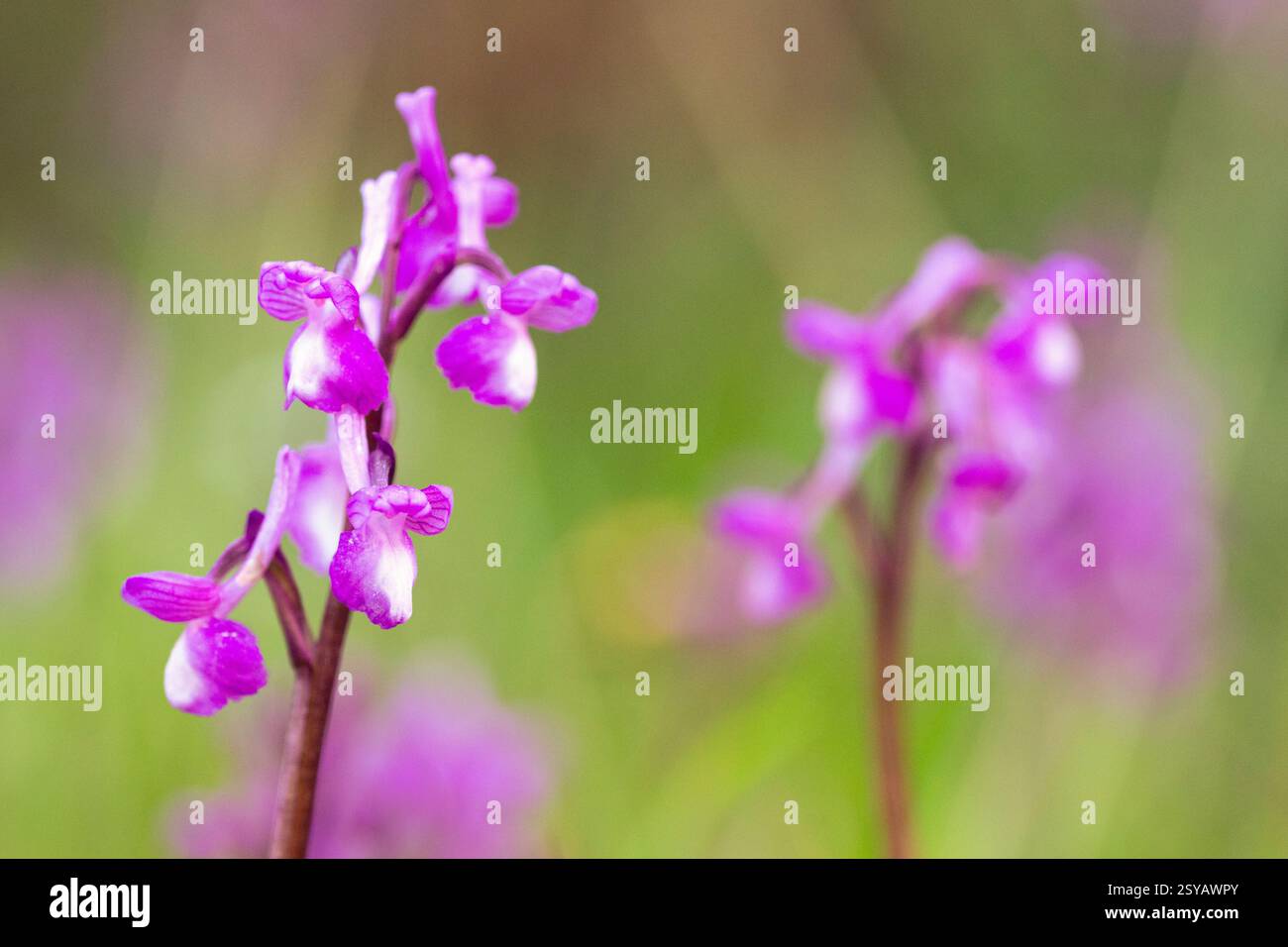 Zarte Orchideen in voller Blüte fangen das Wesen des Frühlings ein. Ein lebendiges Schauspiel der Schönheit der Natur vor einem sanft verschwommenen Hintergrund, das an Ruhe erinnert Stockfoto