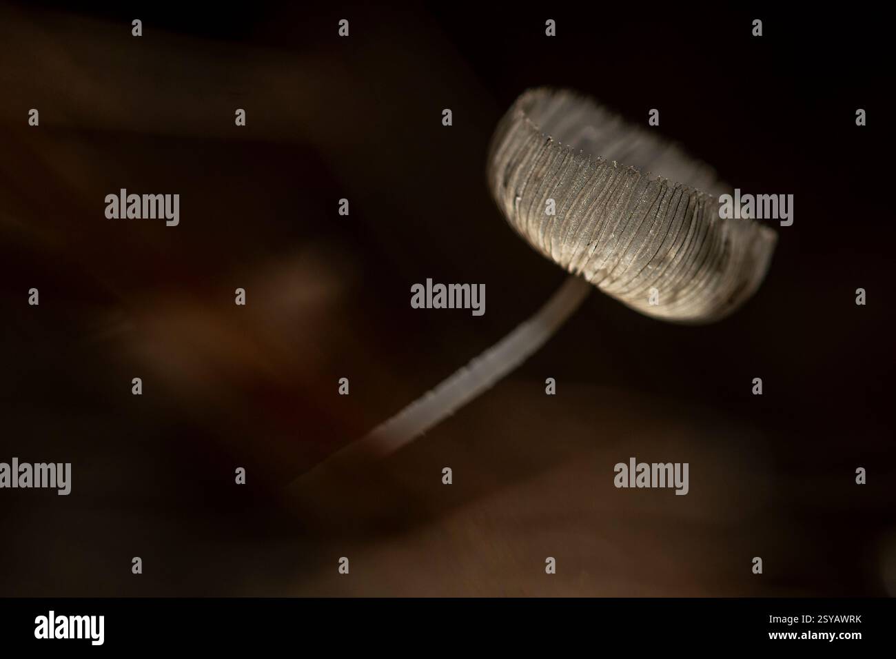 Ein zarter, lichtdurchlässiger Pilz, beleuchtet in einer weichen, dunklen Umgebung. Kiemen und Stiel sind scharf im Fokus und schaffen eine ruhige, geheimnisvolle Atmosphäre Stockfoto