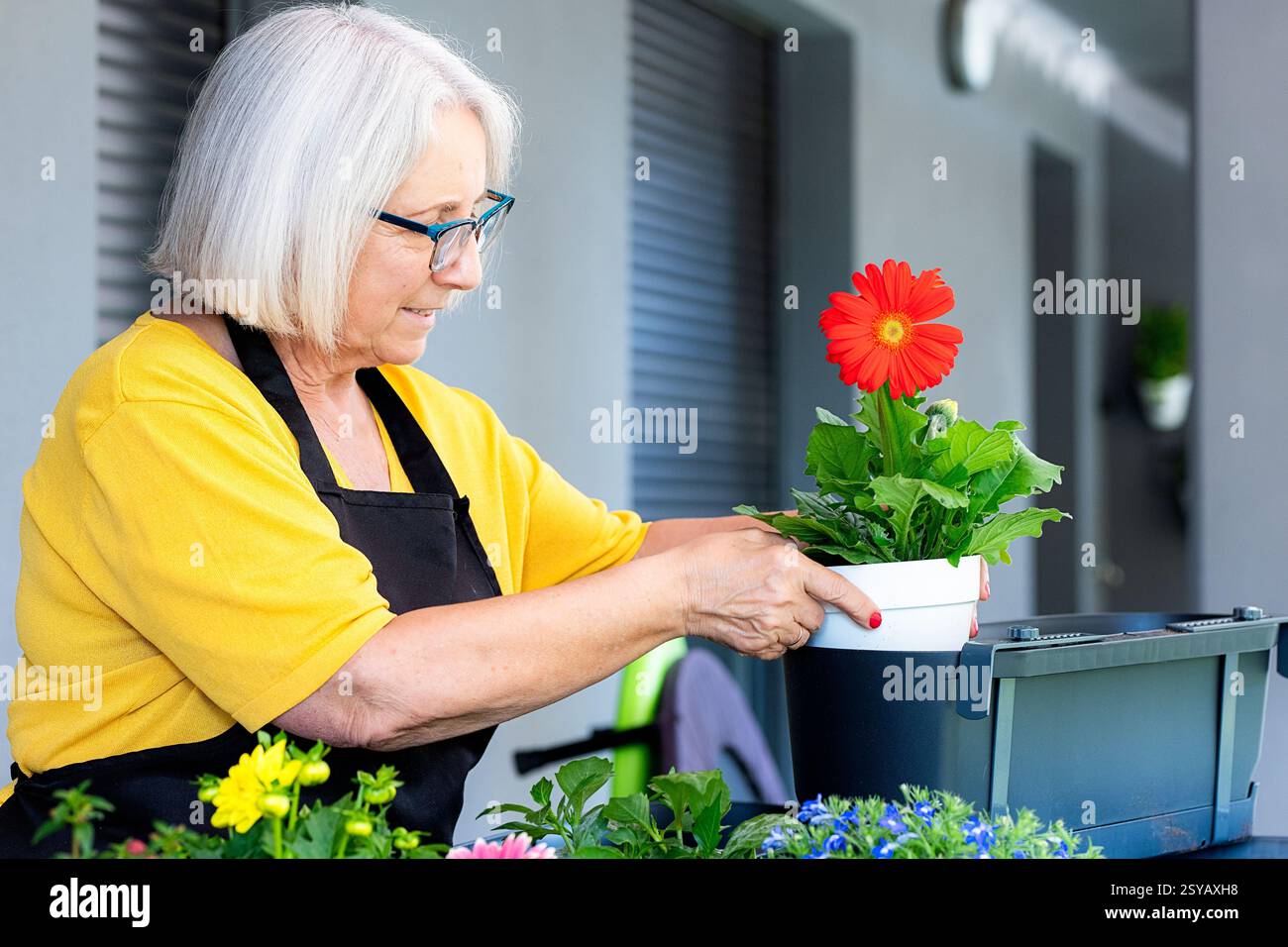 Eine ältere Frau, die Brille und Schürze trägt, neigt zu einer leuchtenden roten Gerbera Gänseblümchen in einem Topf. Umgeben von anderen bunten Blüten, ist sie konzentriert und Stockfoto