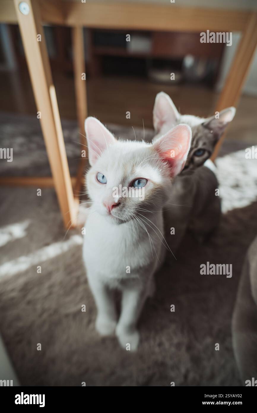 Zwei Katzen mit auffälligen blauen Augen, die sich zu Hause im sanften Sonnenlicht sonnen. Ihr neugieriger Ausdruck und ihre entspannte Haltung vermitteln Wärme und Ruhe Stockfoto