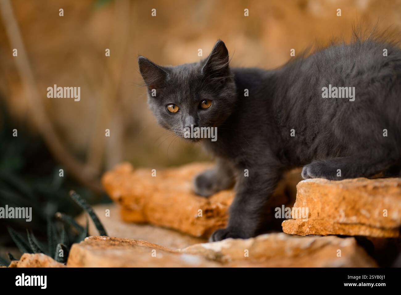 Eine neugierige graue Katze erkundet felsiges Gelände und zeigt ihren verspielten und abenteuerlichen Geist. Die natürliche Umgebung im Freien hebt das Fell der Katze hervor Stockfoto