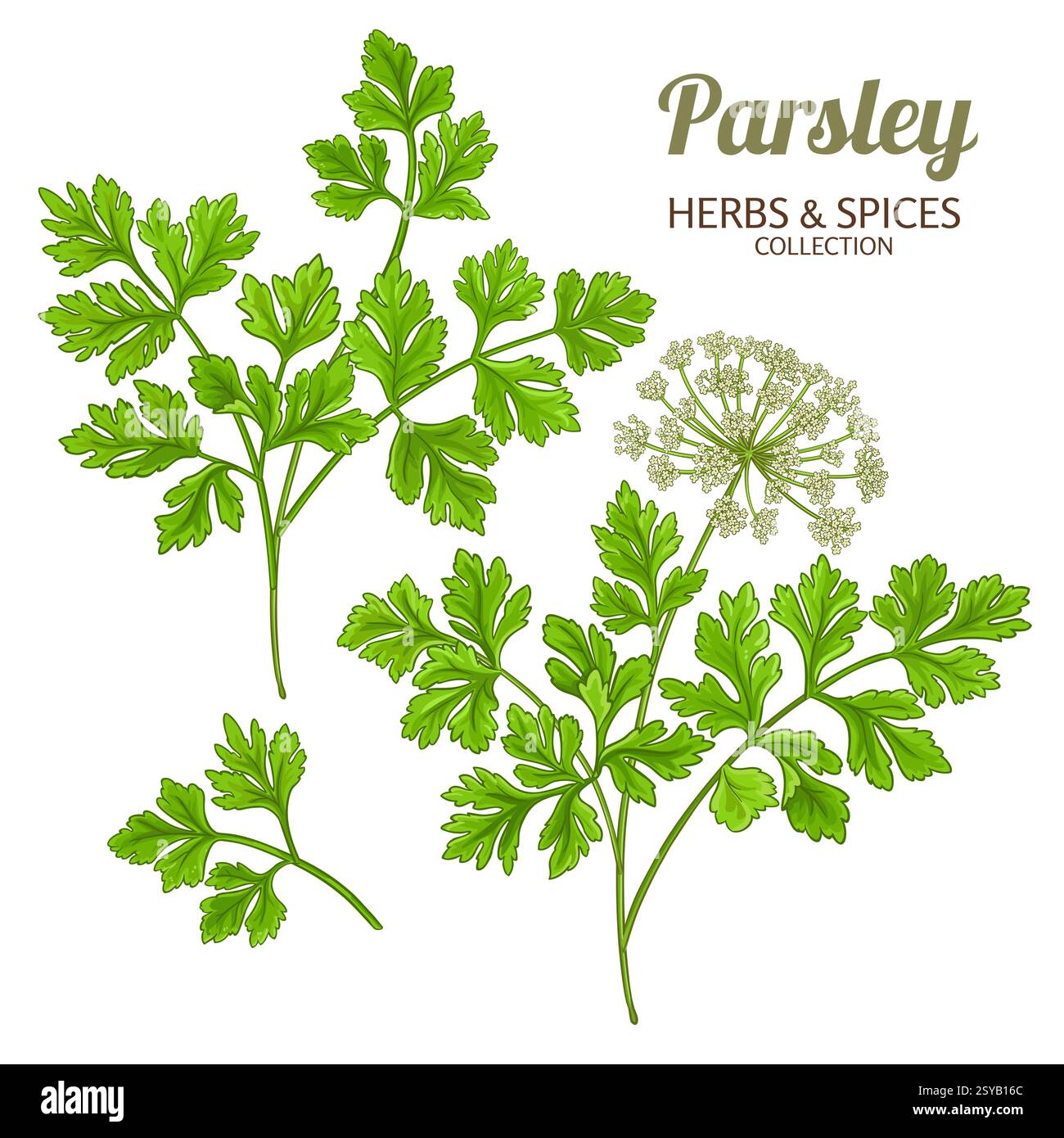 Petersilienzweig Farbige Detaillierte Abbildung Stock Vektor