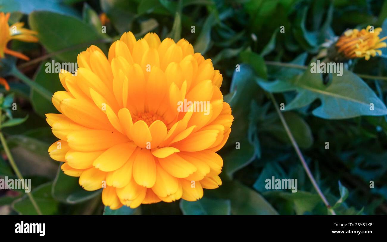 Eine Nahaufnahme einer hellorangen Calendula officinalis, auch bekannt als Pot Marigold, blüht in ihrem üppigen, grünen natürlichen Lebensraum. Stockfoto
