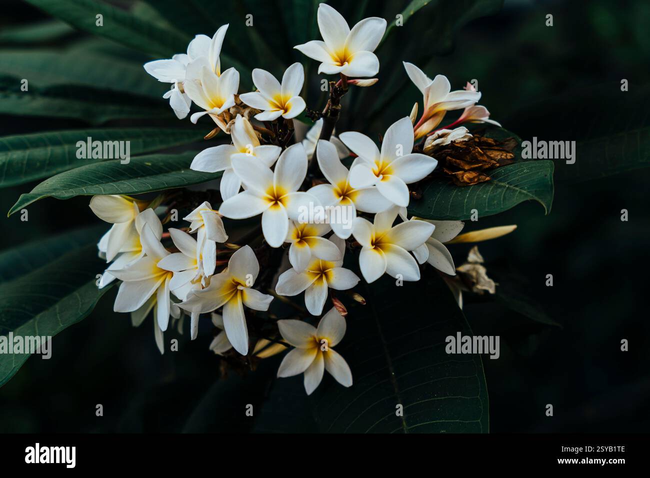 Eine Nahaufnahme einer wunderschönen Gruppe weißer und gelber Plumeria-Blüten, die häufig auf Bali zu finden sind. Diese Blüten sind auch als Frangipani bekannt und sind Pop Stockfoto