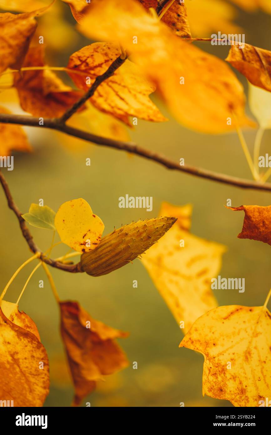 Nahaufnahme lebendiger gelber Ahornblätter, die das Wesen des Herbstes mit sanften Bokeh- und warmen Gelbtönen einfangen. Stockfoto