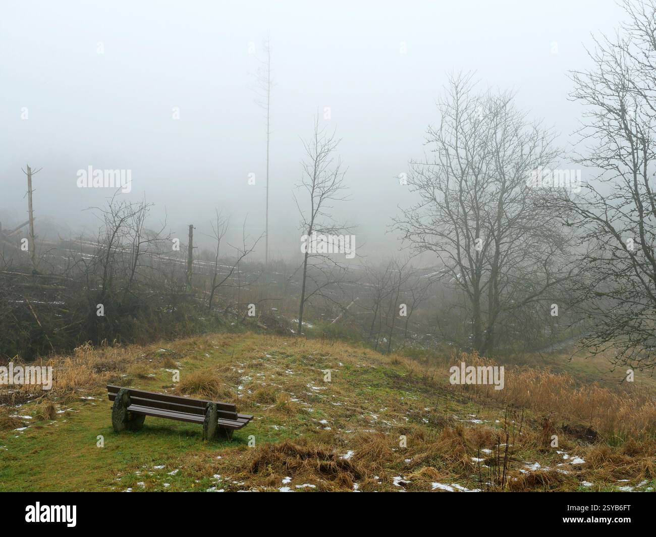Ein zerstörter Fichtenwald, geprägt von Rindenkäfern und Waldbränden. Die toten Stämme im Nebel erzeugen eine traurige Atmosphäre. Keine schöne Aussicht von einer Bank Stockfoto