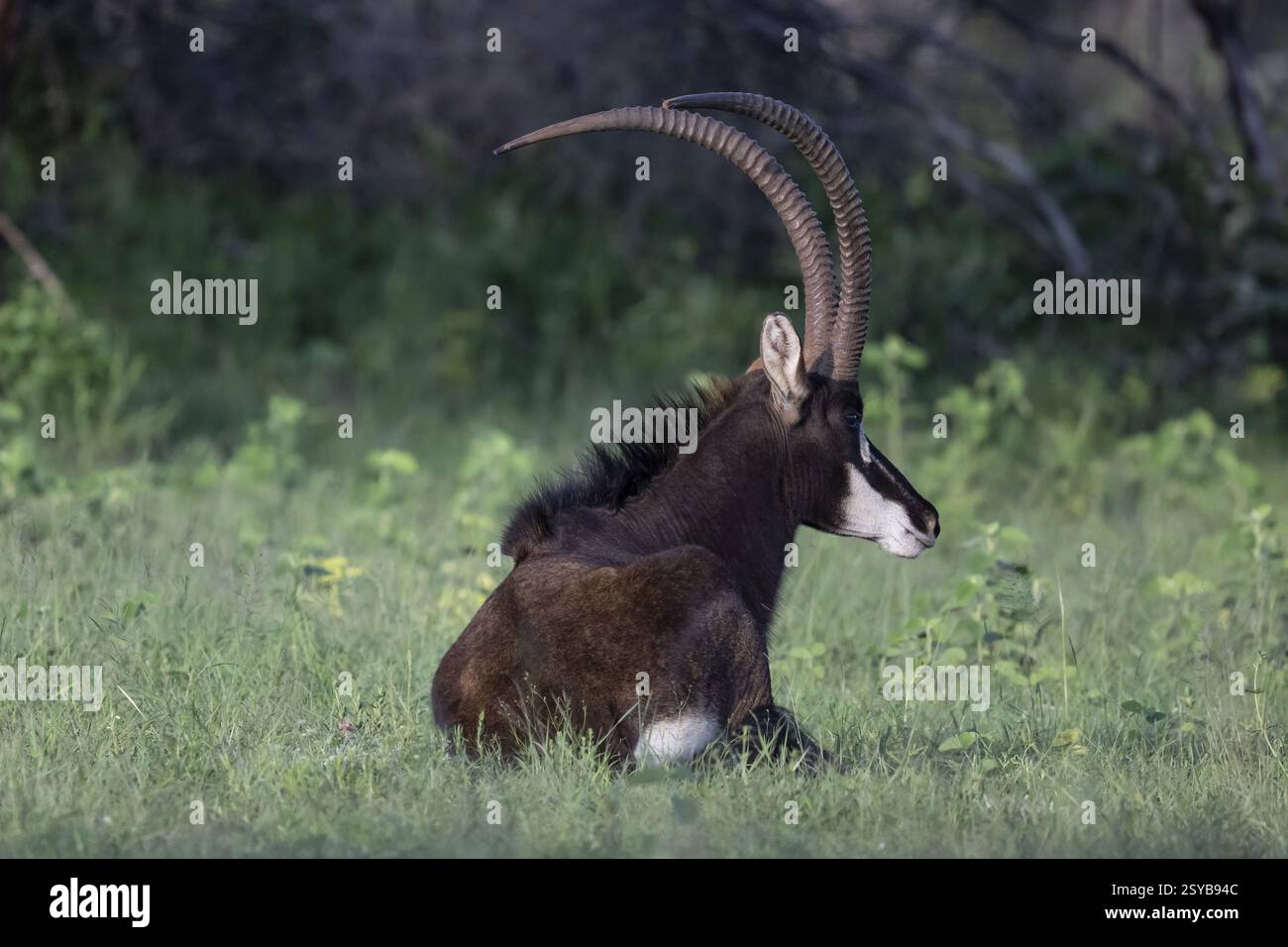 Sable Antilope (Hippotragus niger), männlich, Qwabi Private Game Reserve, Biosphärenreservat, Limpopo, Südafrika, Afrika Stockfoto
