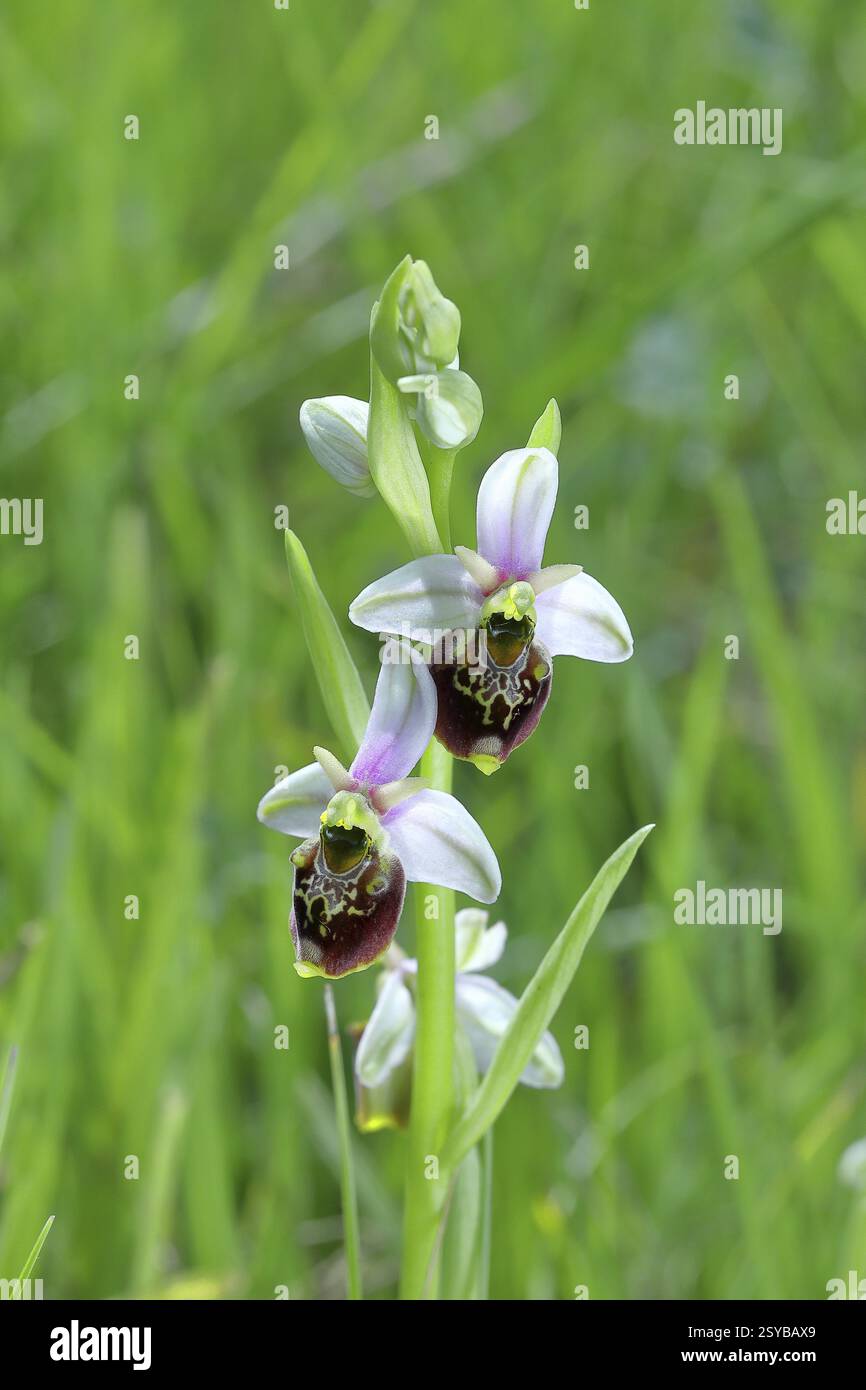 Hummelorchidee (Ophrys holoserica) Wildorchidee, auf einer Wiese, Nahaufnahme, Rheinland-Pfalz, Deutschland, Europa Stockfoto