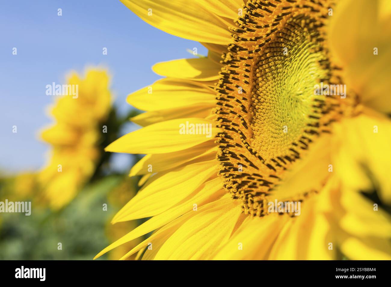 Detail der Blume einer Sonnenblume (Helianthus annuus), Sachsen, Deutschland, Europa Stockfoto
