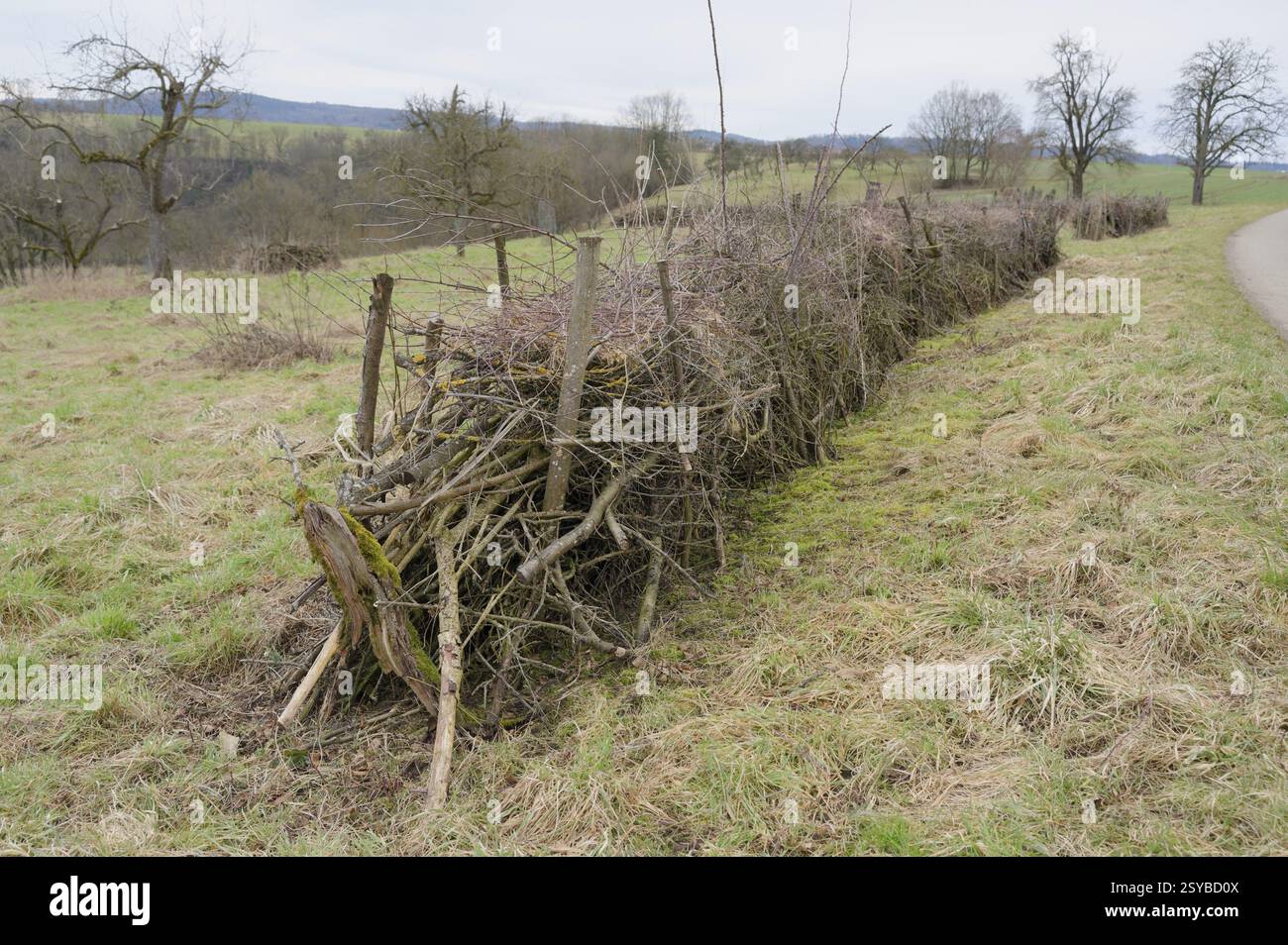 Benjes-Hecke, Totholzhecke, Totholzhecke, Hecke, Artenvielfalt, Artenvielfalt, Amphibien, Reptilien, Insekten, Vogelwelt, Vögel. Versteck, umweltfreundlich Stockfoto
